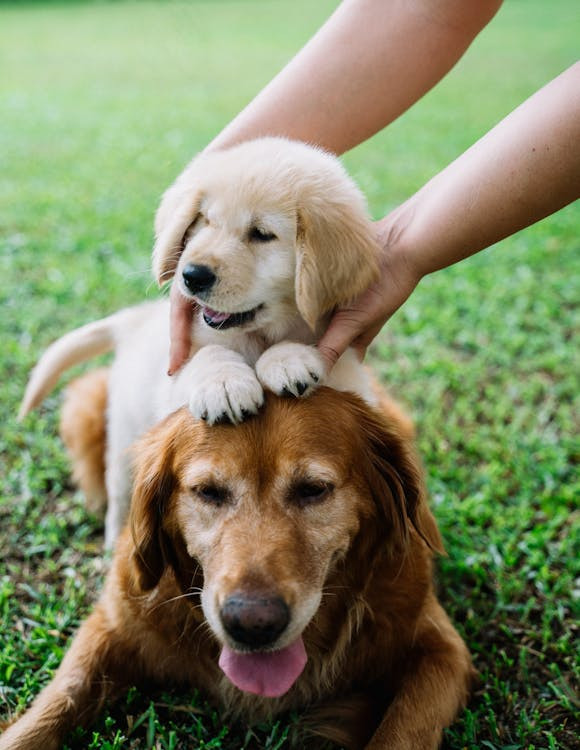 Un cucciolo viene posato sul dorso di un cane adulto che sta sdraiato su un prato