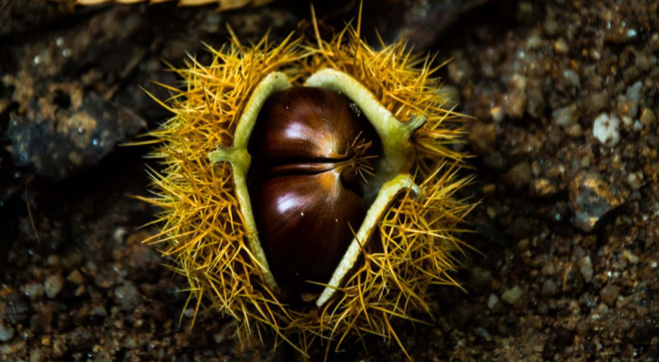 Le castagne possono rappresentare una valida aggiunta alla dieta del cane