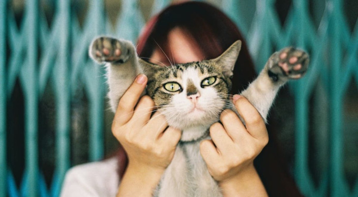 Ci sono alcune regole da seguire per prendere in braccio un gatto, nel modo giusto