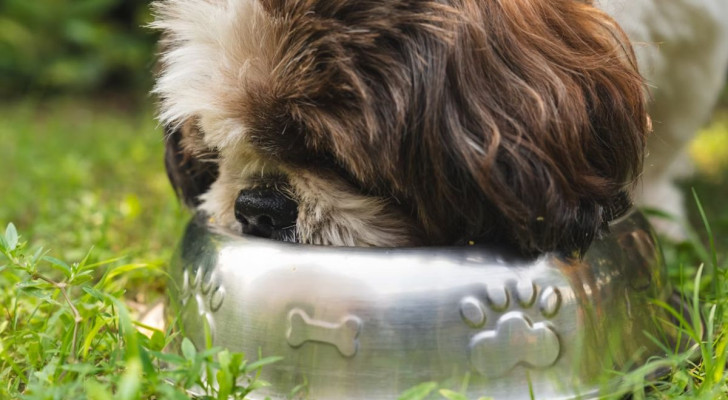 Un cane mangia dalla ciotola