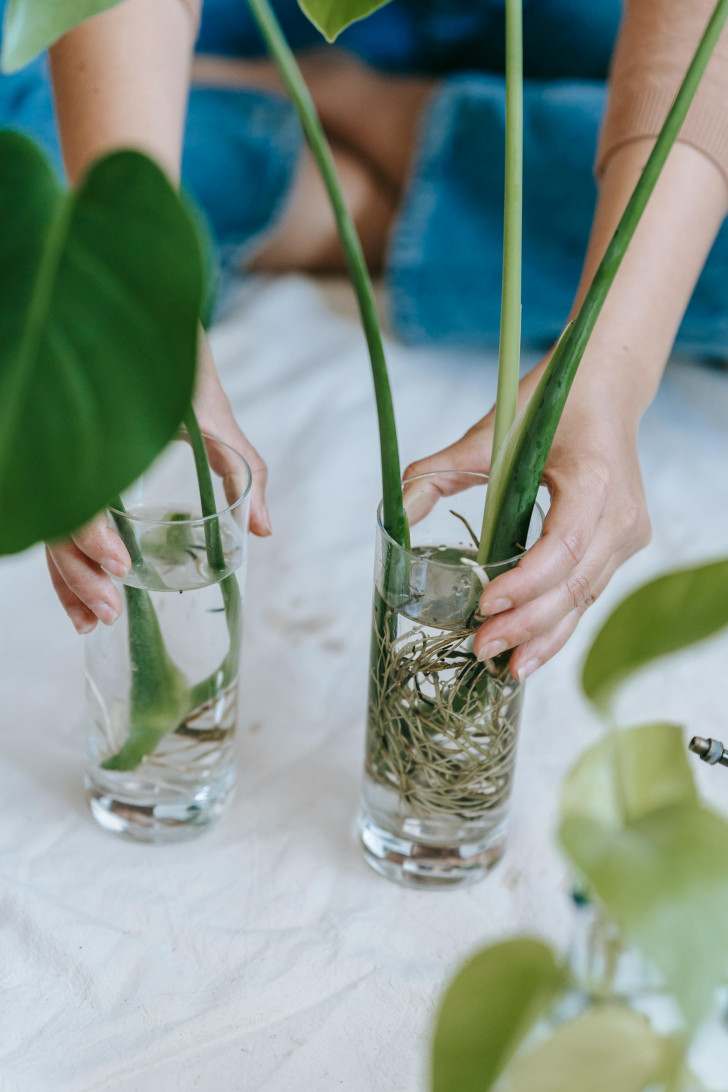 Una donna posiziona due bicchieri con talee radicate in acqua