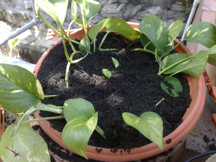 Pothos cuttings in a pot