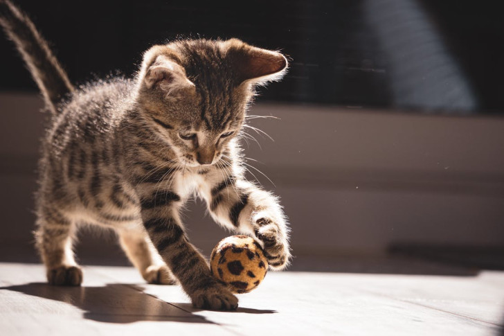 un gattino che gioca con una pallina