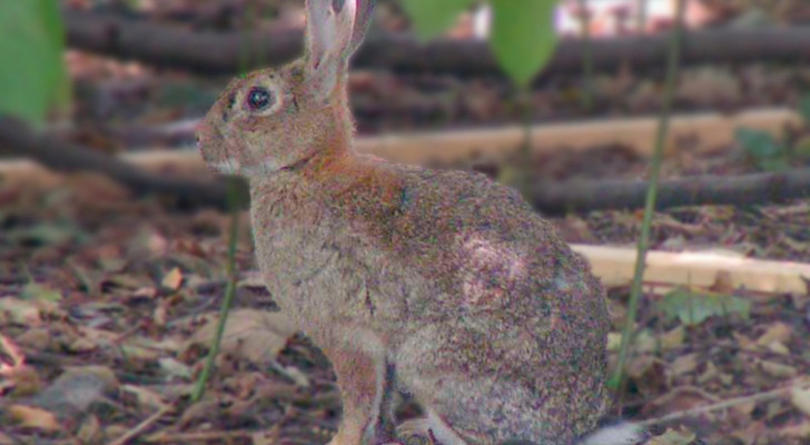 Ein Kaninchen Oryctolagus cuniculus in der Vegetation