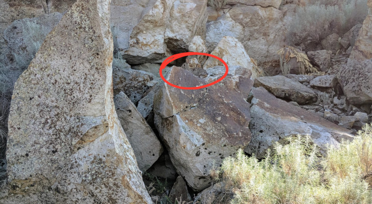 Le lapin au centre de la photo, camouflé parmi les rochers