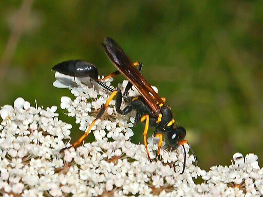 A member of the Sphecidae wasp family gathers nectar from a flower