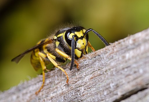 Een Duitse wesp verzamelt hout om een nest te bouwen