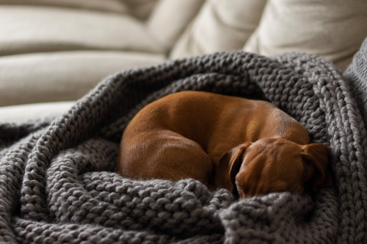 Un bassotto acciambellato che dorme dentro a una coperta sul divano