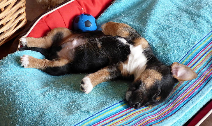 un cucciolo di cane che dorme a pancia all'aria