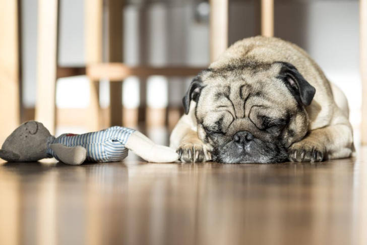 Un carlino che dorme a pancia in giù sul pavimento