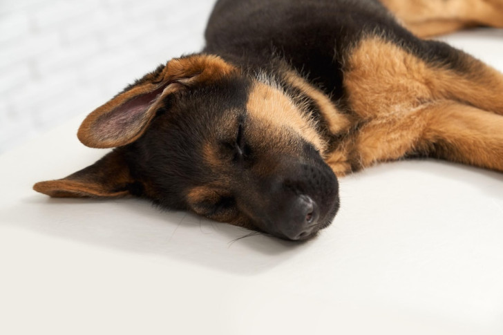 un cucciolo di pastore tedesco che dorme di fianco