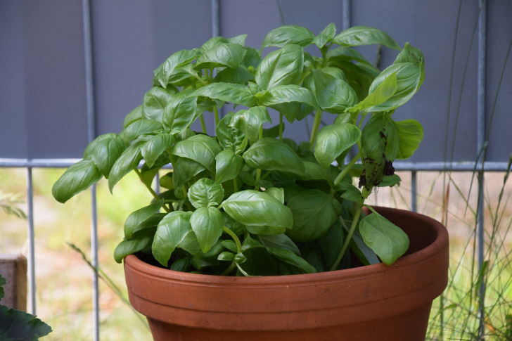 A basil plant growing in a pot on a balcony