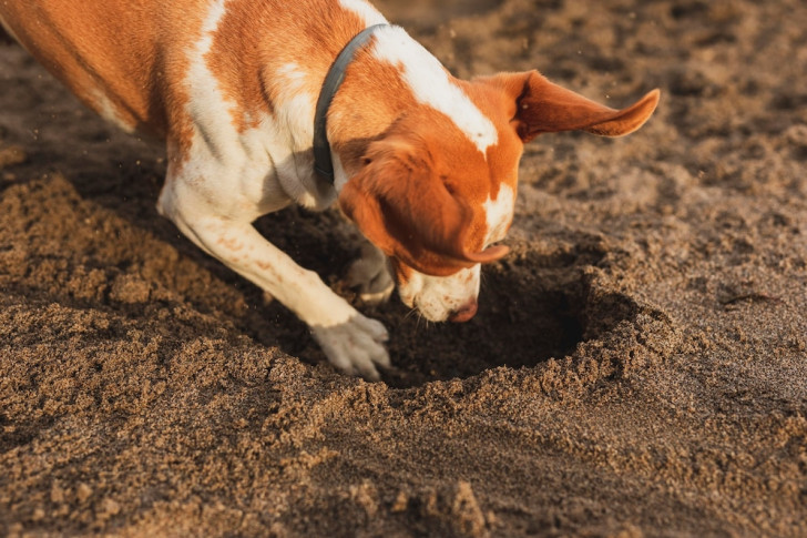 un beagle che scava una buca nella sabbia