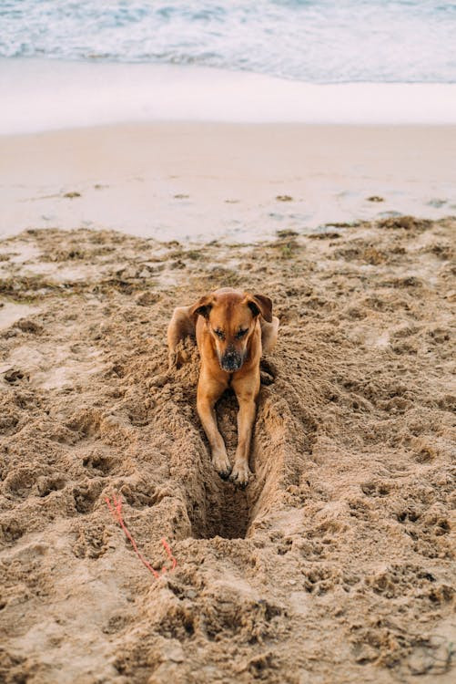 Un cane sporco di sabbia vicino alla buca che ha scavato in spiaggia