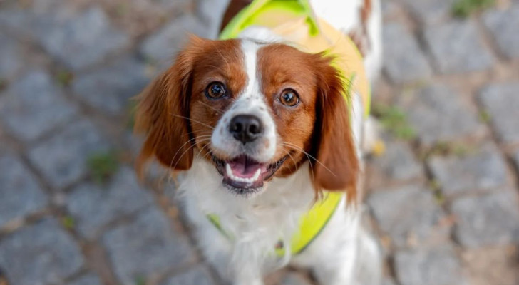 Un Cavalier King Charles Spaniel guarda contento il suo umano