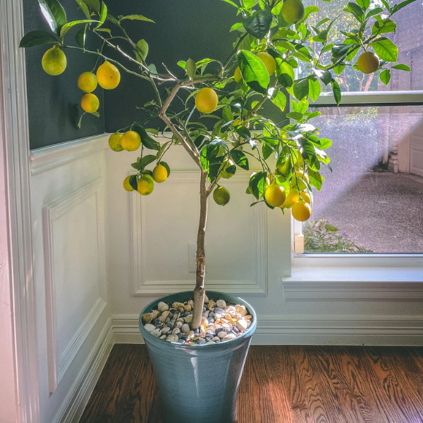 A potted lemon tree full of ripe fruit