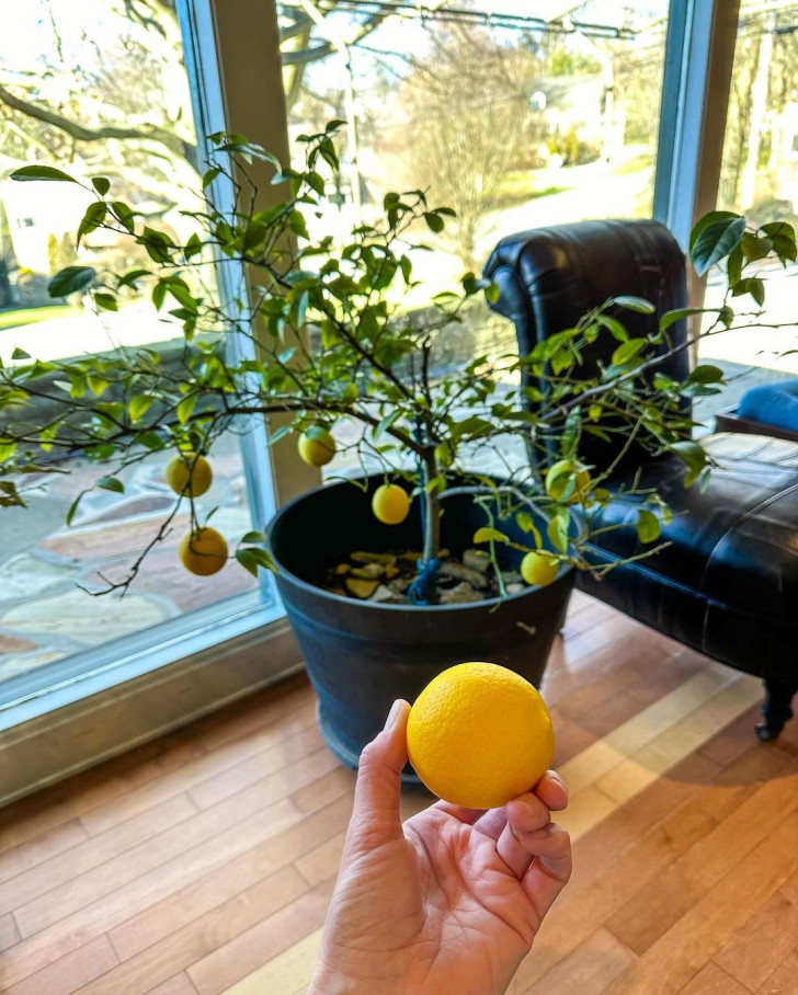 Un limone raccolto da una pianta coltivata coltivata in casa