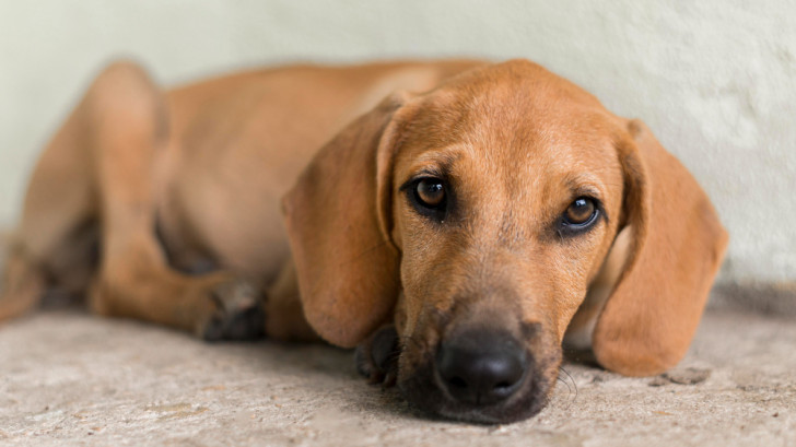 Cane accucciato con sguardo triste