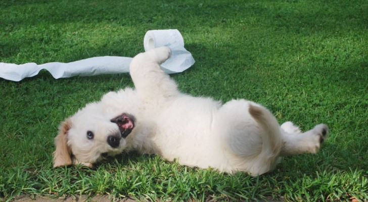 Una delle cause del singhiozzo nei cuccioli è il gioco eccessivo