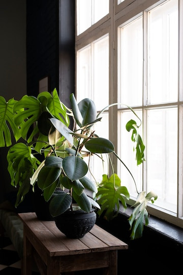 Pots de plantes posés sur une table devant une fenêtre