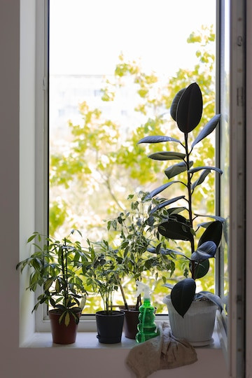 Pots de plantes de différentes tailles sur un rebord de fenêtre avec un spray posé entre eux