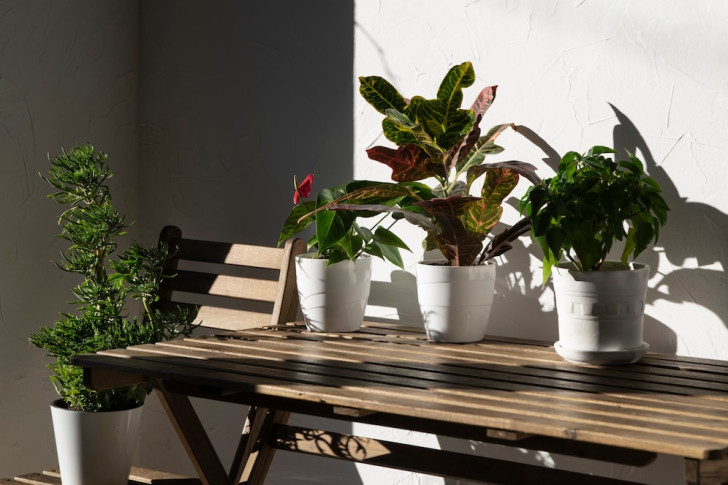 Potted plants on a small table in a room bathed in sunlight