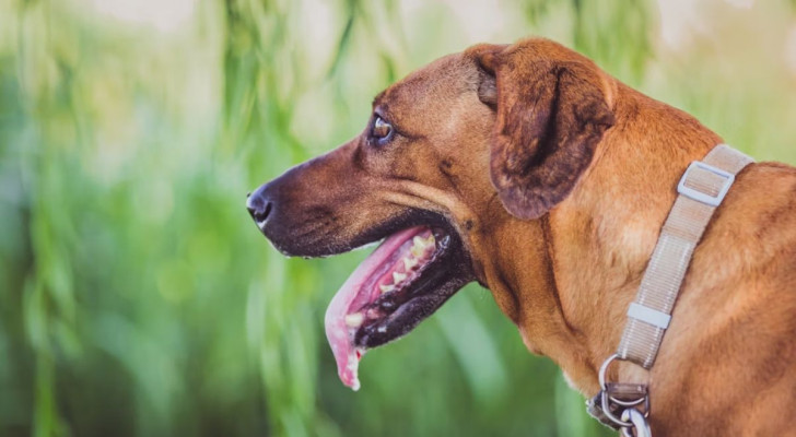 Un cane mostra la lingua mentre sbava