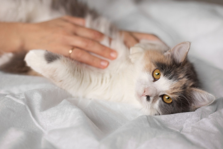 Una mano accarezza un gatto sdraiato sul letto