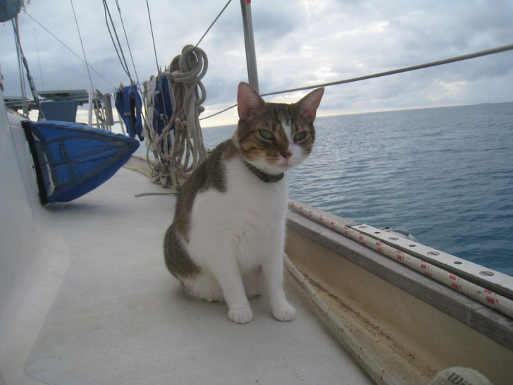 Un gatto a bordo di una barca a vela