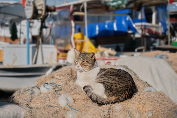 Un gatto accovacciato su una rete da pesca in un porto