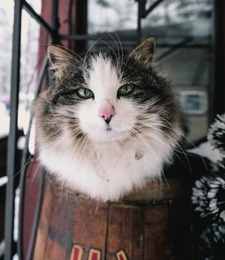 Primo piano di gatto accovacciato su una botte di legno