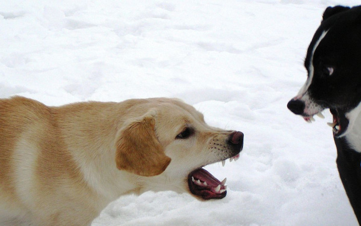 Due cani in fase di confronto che mostrano i denti l'uno all'altro