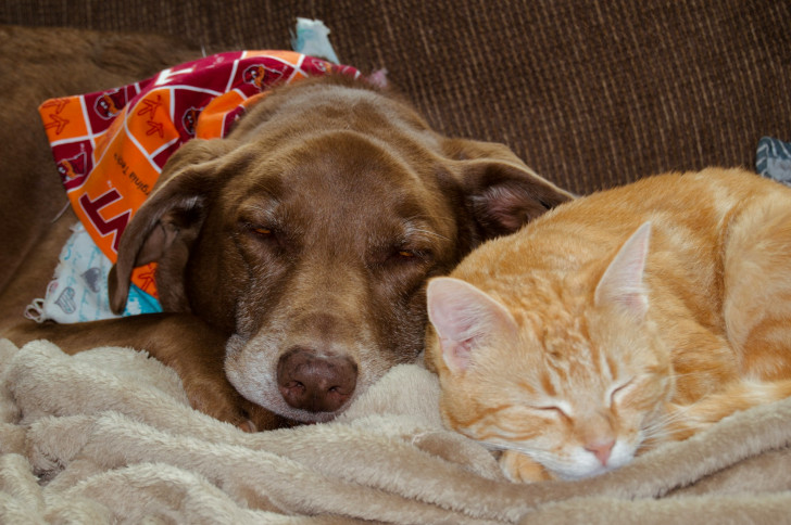 Un cane marrone e un gatto arancione dormono vicini