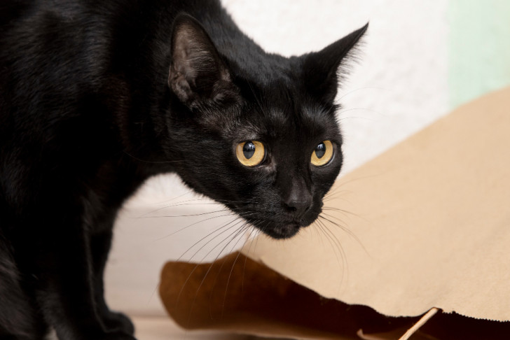 Gatto nero con sguardo diffidente vicino a una busta di carta