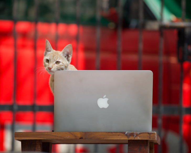 Un gatto seduto di fronte allo schermo di un portatile, che guarda lontano dallo schermo