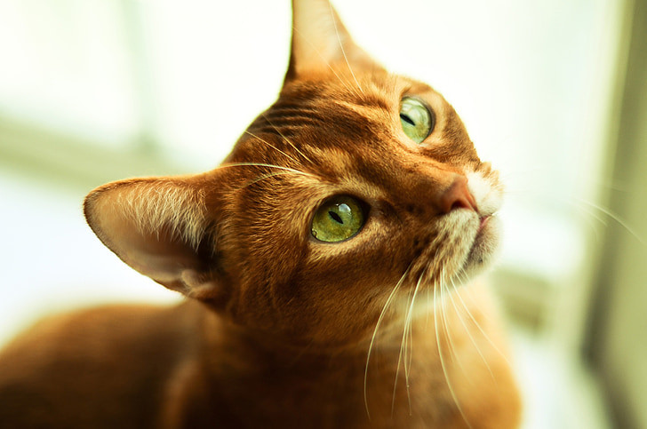 un gatto arancione che guarda con attenzione un oggetto o una persona