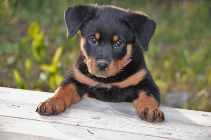 cucciolo di rottweiler con le zampe appoggiate a un ripiano di legno