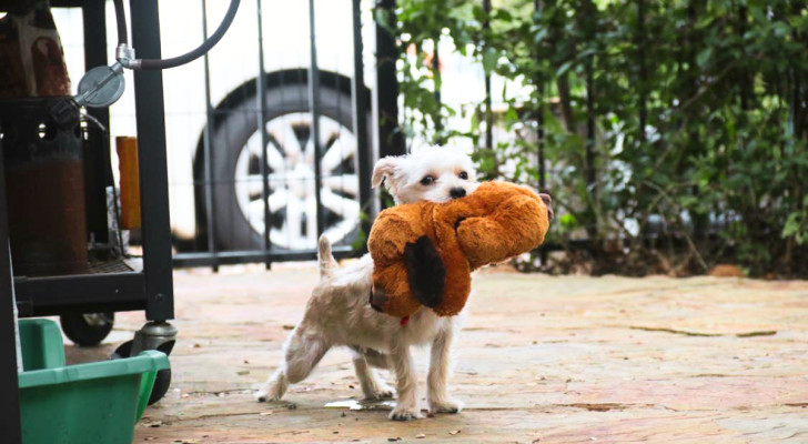 un cane bianco di piccola taglia con in bocca un peluche grande, in giardino