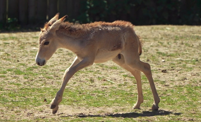 Ett onagerföl född på Chester Zoo i England