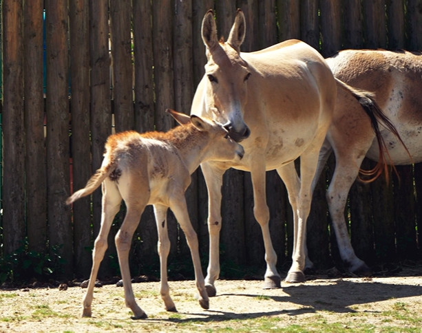 Het onager veulen Jasper met zijn moeder