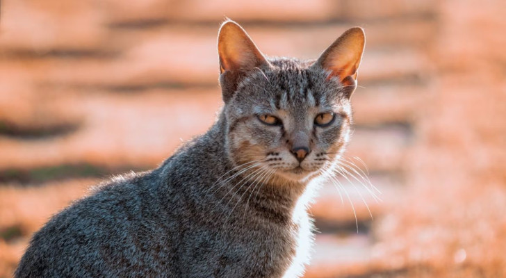 Un gatto che appare offeso nei confronti del suo proprietario: cosa fare in questi casi?