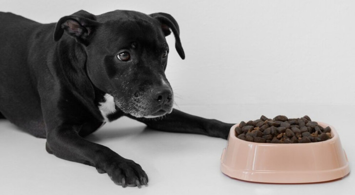 cane che mangia dalla ciotola