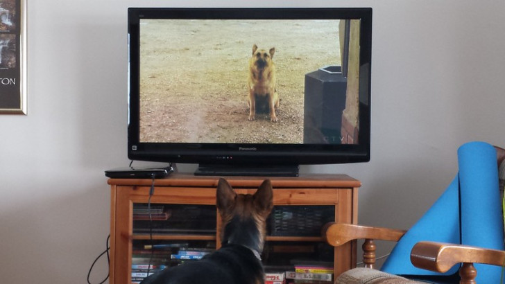 un cane sdraiato di fronte alla TV che guarda un programma