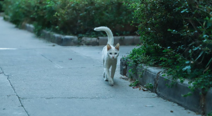 La coda di un gatto potrebbe agitarsi e vibrare anche per curiosità ed eccitazione