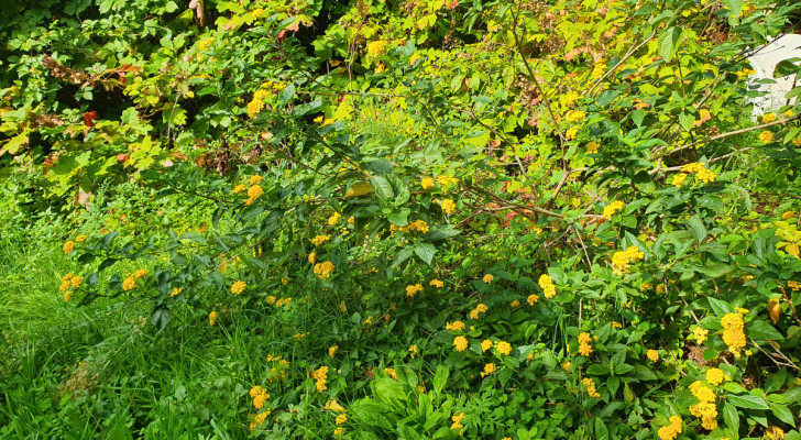 En gul lantanabuske som blommar på hösten i en trädgård