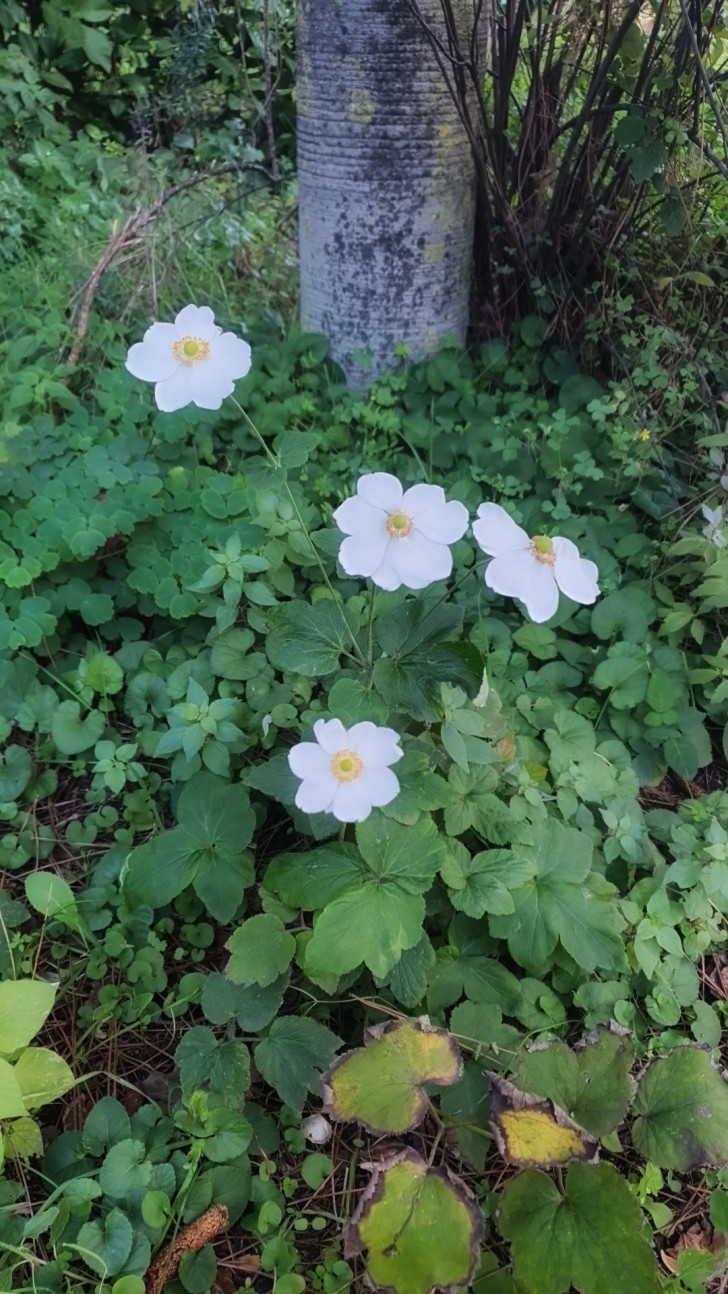 a Japanese anemone with white flowers