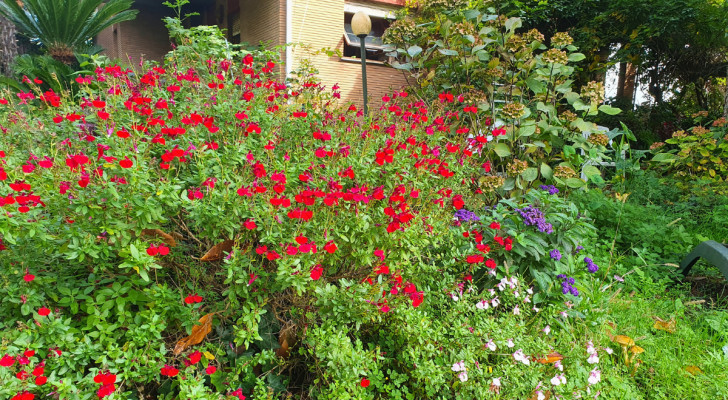 Sage and other flowering perennials in a garden in the fall