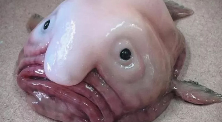 Un pesce blob pescato dall'acqua