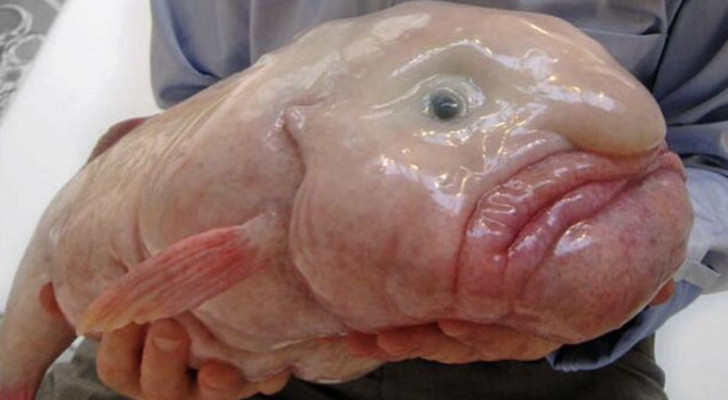 Un pesce blob pescato fra la Nuova Zelanda e l'Australia, sorretto da un uomo