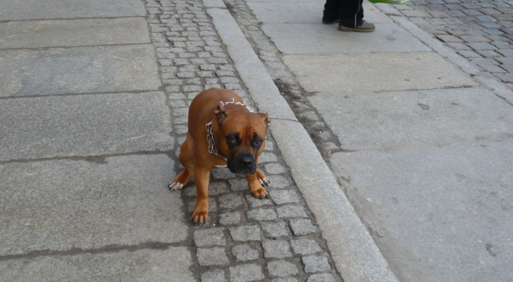 Un cane che deve fare la cacca fa capire le sue necessità cambiando il suo comportamento